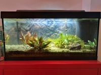 Aquarium 60L Set, mit Futterautomat Brandenburg - Falkensee Vorschau