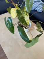 Philodendron burle Marx variegata ganze Pflanze Duisburg - Duisburg-Süd Vorschau