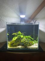 30l Aquarium • Nano Scape • Komplett Nordrhein-Westfalen - Wilnsdorf Vorschau