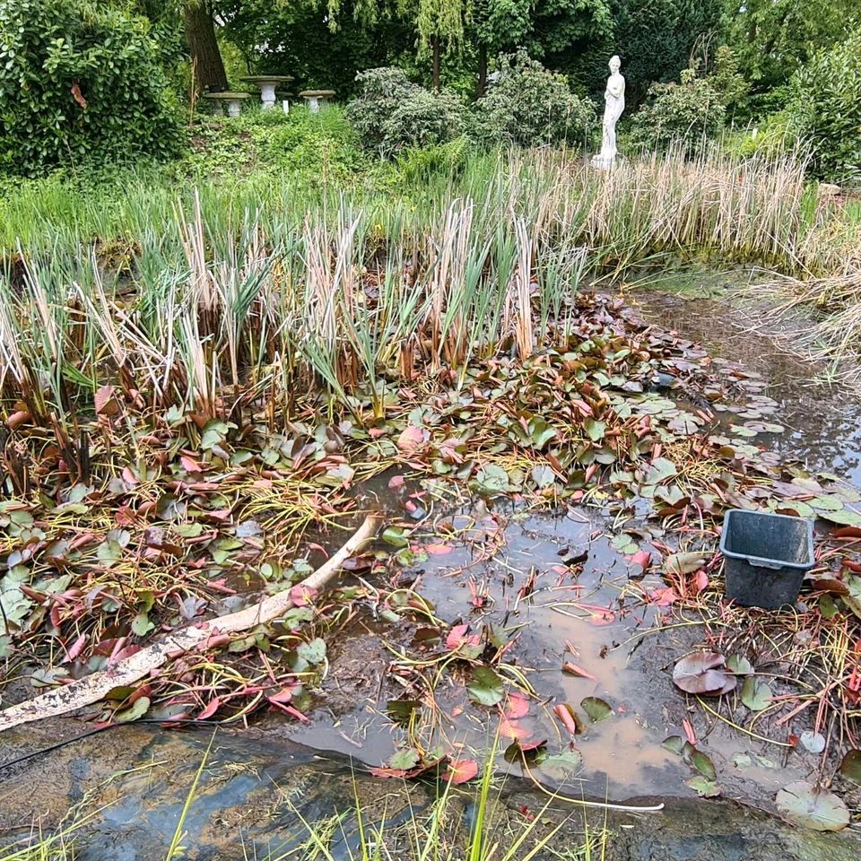 Teichreinigung, Teich voller Schlamm, Teich reinigen in Voerde (Niederrhein)