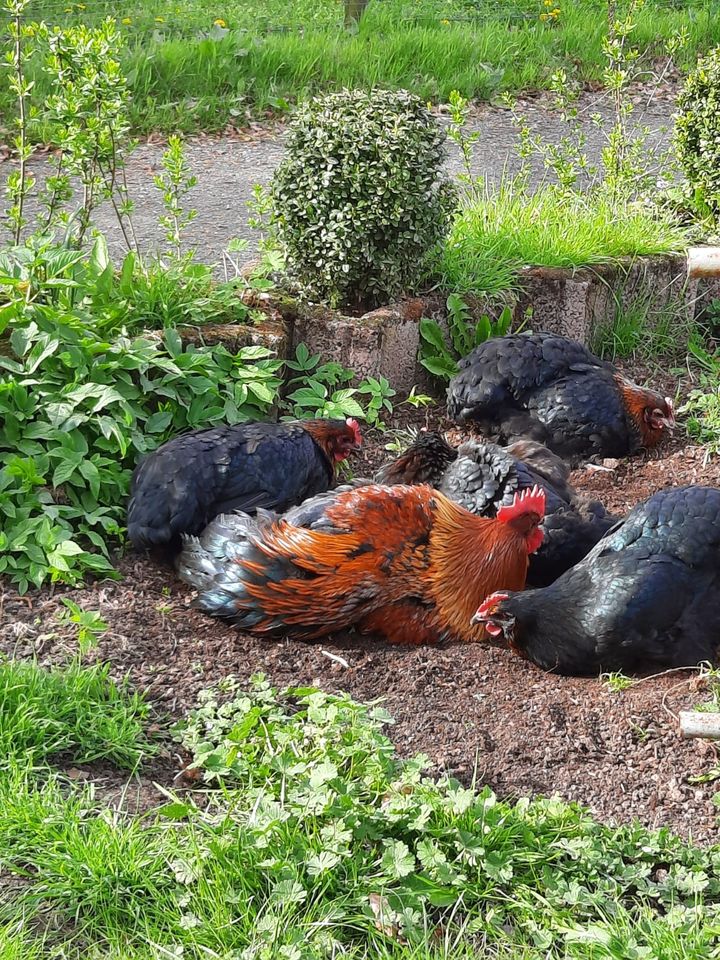 Junghühner- Deutsche Langschan braunbrüstig -Küken in Unterbreizbach