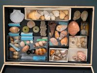 Schnecken- u. Muschelsammlung Nordrhein-Westfalen - Höxter Vorschau