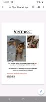 Katze Kater Lea getigert vermisst gesucht entlaufen Buxheim Bayern - Memmingen Vorschau