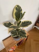 Schöne gesunde Pflanze / Gummibaum abzugeben Berlin - Pankow Vorschau
