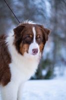 Australian Shepherd Rüde - vortrainiert mit Ahnentafel - 1 Jahr Bayern - Siegenburg Vorschau