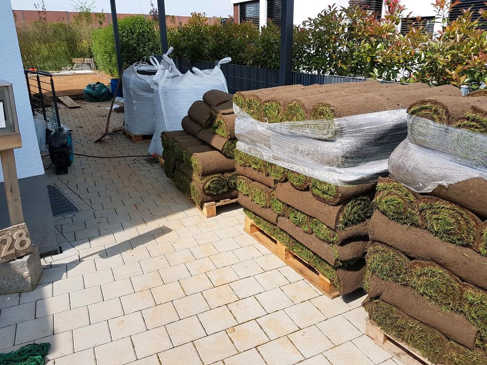 Rollrasen/Pflasterarbeiten/Baumfällung/Heckenschnitt/Gartenpflege in Bad Kreuznach