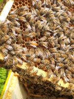 Bienen Völker, Ableger Buckfast auf Miniplus Maß zu verkaufen Bayern - Schweinfurt Vorschau