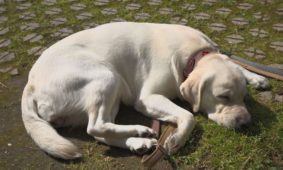 Labrador Hündin 4 Jahre jung mit Ahnentafel in Laudenbach