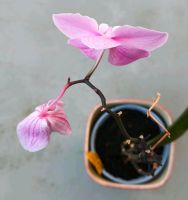 Orchideenpflanzen zu verkaufen Baden-Württemberg - Korntal-Münchingen Vorschau