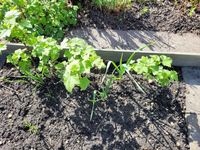 Schwarze Johhanisbeeren (Silvergieters Schwarze) Niedersachsen - Eschede Vorschau