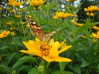 winterharte Stauden Sonnenblume - Zaunbegrünung Sichtschutz Annaberg-Buchholz - Mildenau Vorschau