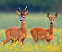 Wildfleisch, Rehkeule, Rehfleisch zu verkaufen Nordrhein-Westfalen - Wadersloh Vorschau