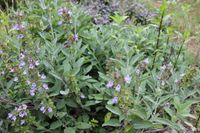 Salbei 'Salvia officinalis' würzige Kräuter Heilpflanze Staude Sachsen-Anhalt - Beetzendorf Vorschau