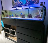 Aquarium Sonderanfertigung Wandsbek - Hamburg Rahlstedt Vorschau