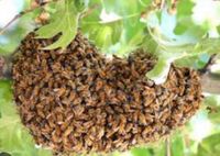 Bienen Schwarm Baden-Württemberg - Überlingen Vorschau