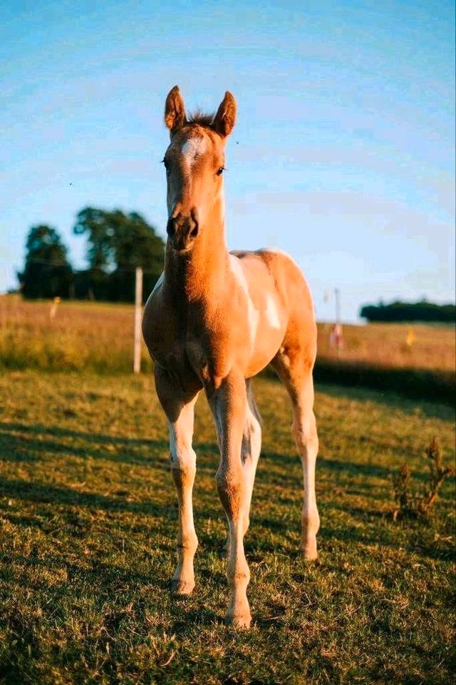 PAINT HORSE Hengstjährling Westernpferd Quarter Horse in Neukirchen/Erzgeb