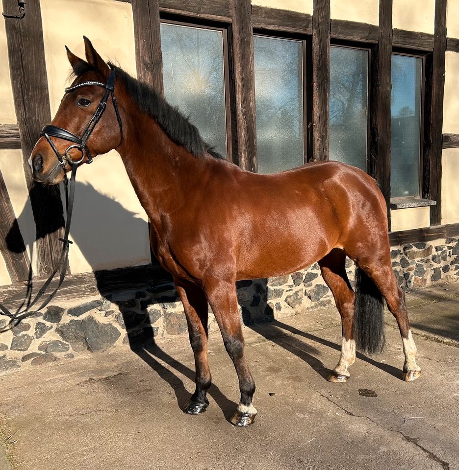 XXL Reitpony! Platz vor Preis! in Elsterwerda