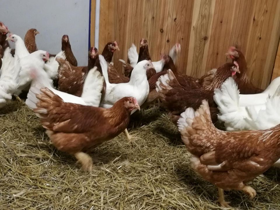 Huhn-Hühner-Hahn-Hennen Sussex, Maran, Grünleger, Leghorn........ in Dresden