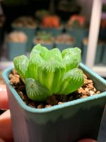 Haworthia cooperi variegata Saarbrücken-Mitte - Alt-Saarbrücken Vorschau