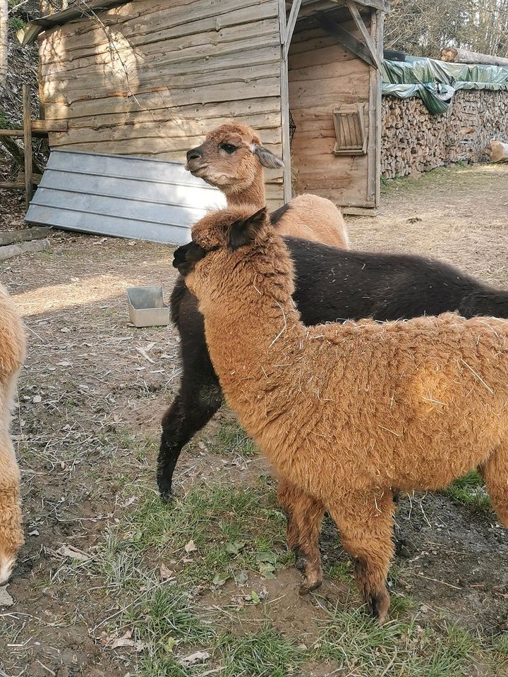 Alpaka Alpakahengst  Junghengst Gino in Bad Berleburg