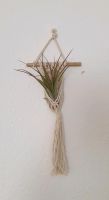 Luftpflanze Airplant Tillandsia im Makramee Schleswig-Holstein - Schuby Vorschau