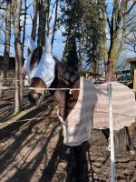 Fliegenmaske oder Fliegendecke Pony / 125cm Nordrhein-Westfalen - Wassenberg Vorschau
