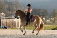 Reitunterricht Bodenarbeit Dressur akademische Reitkunst Bayern - Berg Oberfr. Vorschau