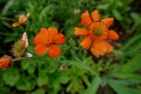 Nelkenwurz 'Cooky' Geum coccineum Borisii Beetstaude winterhart Hessen - Liebenau Vorschau