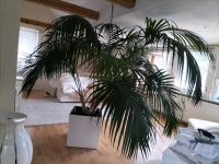 Palme im Seramis -Pflanzgefäß Niedersachsen - Vienenburg Vorschau