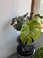 Monstera Pflanze Baden-Württemberg - Pforzheim Vorschau