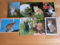 8 Postkarten mit Katzenmotiven unbeschrieben Bayern - Langquaid Vorschau