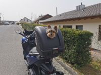 Hunde Transport Box für Motorrad, Roller, etc. Bayern - Marktheidenfeld Vorschau