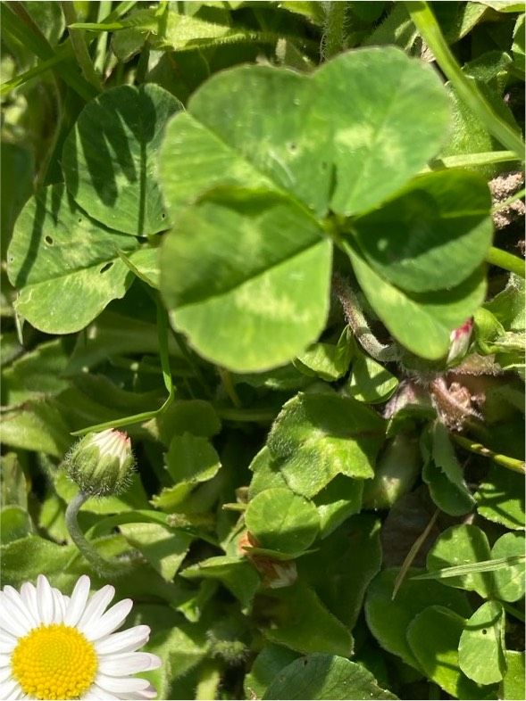 Verschenke Glück aus meinem Garten in Elmenhorst