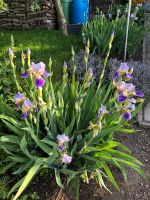 Iris Schwertlilie Kreis Ostholstein - Kasseedorf Vorschau