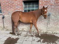 Quarter Horse Zuchtstute/ Freizeitpferd Nordrhein-Westfalen - Ratingen Vorschau