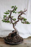 Lärche Bonsai Nordrhein-Westfalen - Nörvenich Vorschau