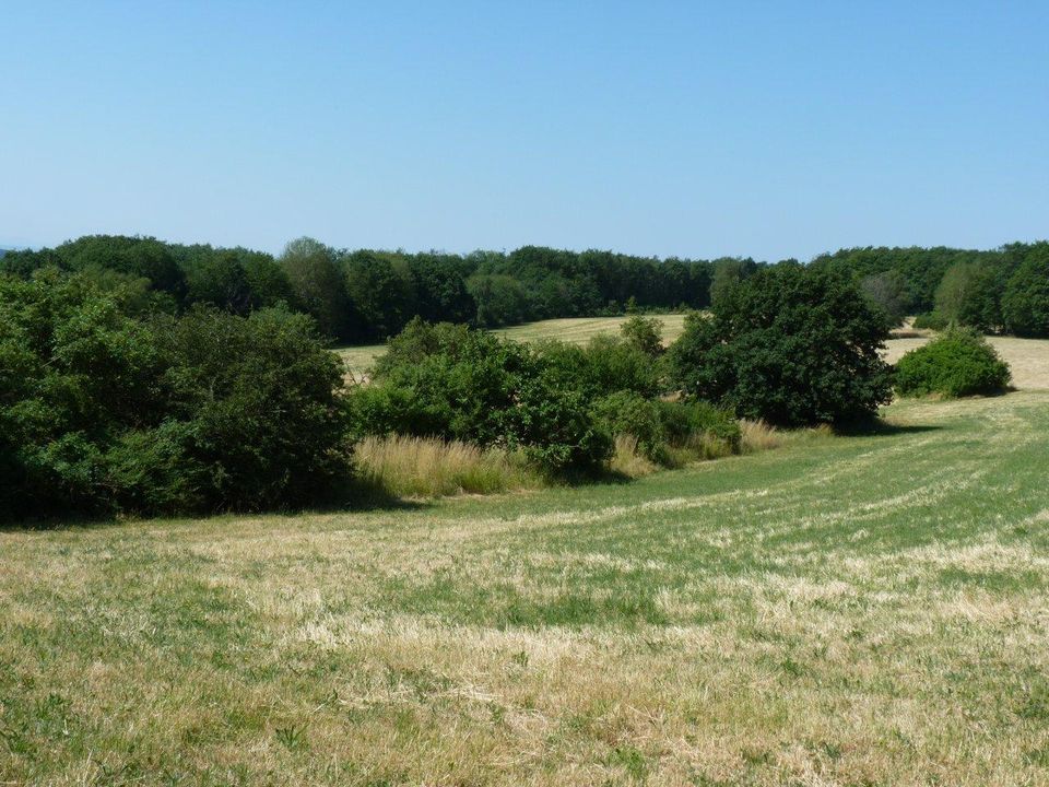 Verwilderter Garten direkt an der Wohnbebauung von Glashütten im Taunus in der Nähe von Königstein zur direkten Nutzung - provisionsfrei kaufen in Glashütten