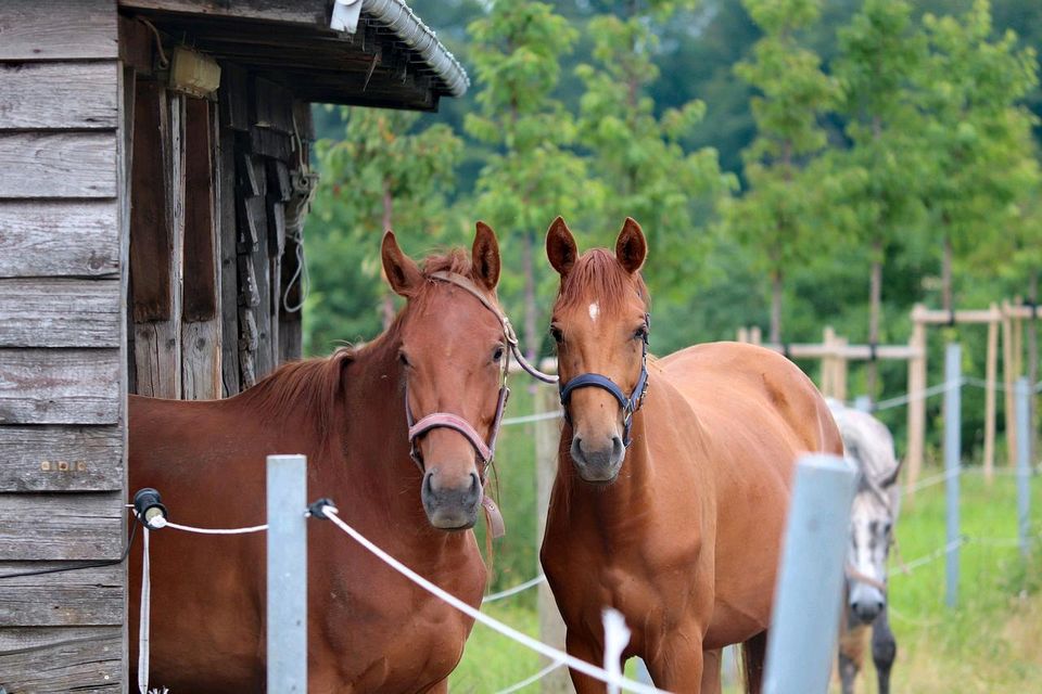 Stall, Offenstall, Unterverpachtung für ab 2 Pferde in Hannover