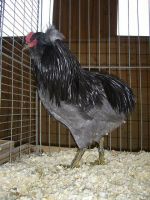 Araucana Grünlegerhuhn Bruteier Sachsen - Penig Vorschau