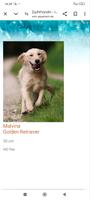 medium Golden Retriever Brandenburg - Kyritz Vorschau