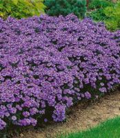 Abverkauf Aster dumosus Kissenaster Pflanzen Blüte Niedersachsen - Nordhorn Vorschau