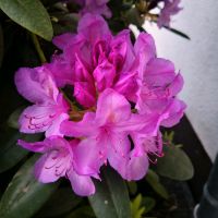 Rhododendron lila Hessen - Weilburg Vorschau