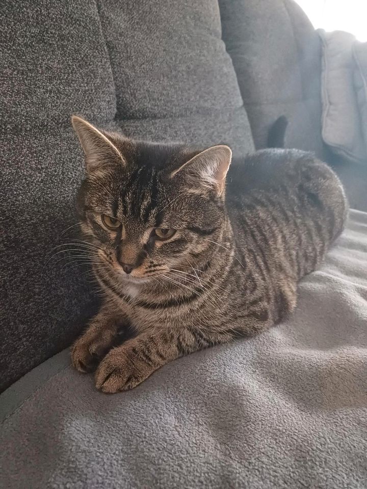 Katze vermisst in Wiesbaden