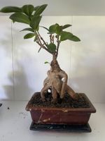 Indoor Bonsai Ficus Ginseng - ca. 3-4 Jahre alt Nordrhein-Westfalen - Gelsenkirchen Vorschau