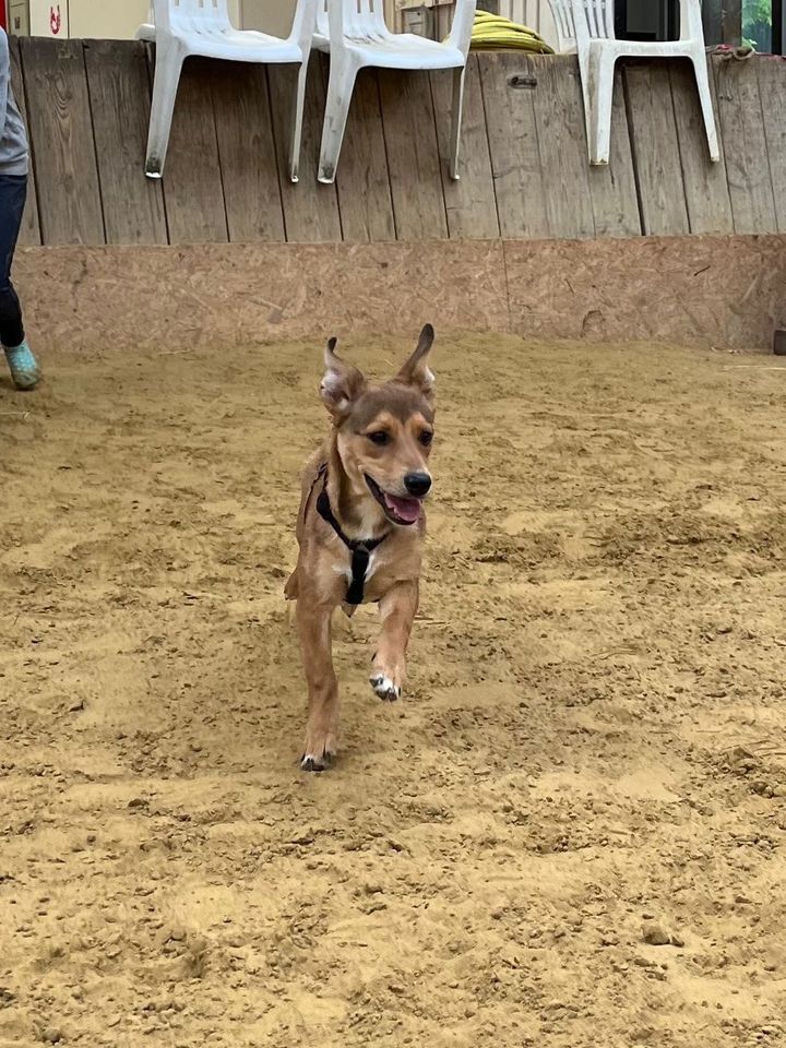 Mittelgroße Merel wartet nahe Köln! - Hund - Tierschutz - Welpe in Kerpen