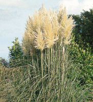 Pampasgras Cortaderia selloana Evita oder Pumila 100cm gross Nordrhein-Westfalen - Simmerath Vorschau