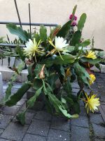 Große Epiphyllum Pflanze mit Topf Hessen - Limburg Vorschau