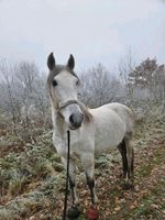 Reitbeteiligung für ein Dressurpferd Niedersachsen - Oldenburg Vorschau
