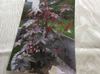 Pflanze, einjährig, Rhizinus, „Wunderbaum“ - sehr dekorativ Bayern - Niederwerrn Vorschau