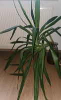 Yucca Palme Sachsen-Anhalt - Dessau-Roßlau Vorschau